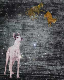 Aspen Ad Astra